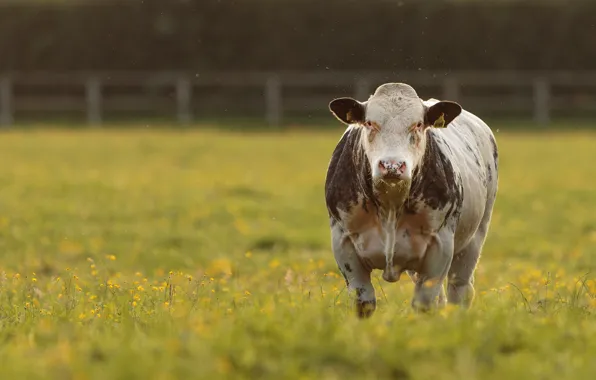 Picture field, look, flowers, glade, the fence, cows, pasture, meadow