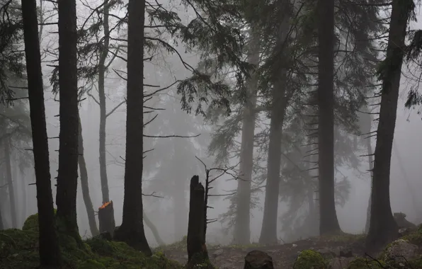 Picture forest, trees, nature, fog