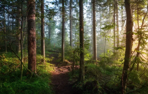 Greens, forest, summer, grass, the sun, light, trees, branches
