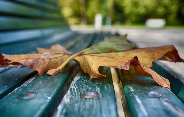 Picture autumn, macro, sheet, bench