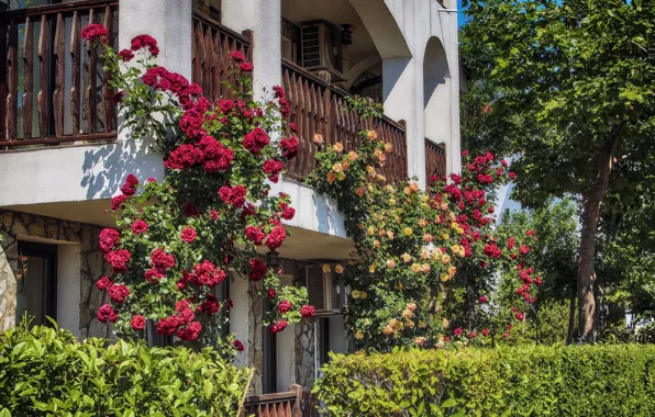 Flowers, Nature, Trees, House, House, Roses, Nature, Flowers