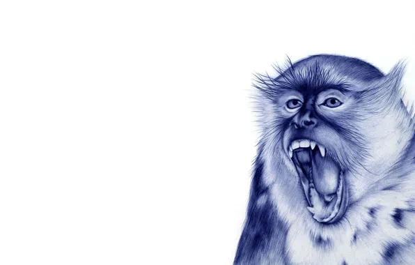 Picture monkey, black and white, drawn, monkey