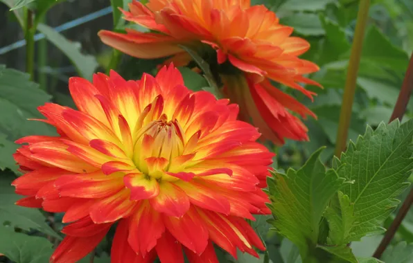 Picture Dahlias, Dahlia's, Orange dahlias