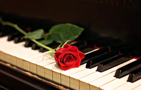 Flower, music, rose, keys, piano, piano, red, musical instrument