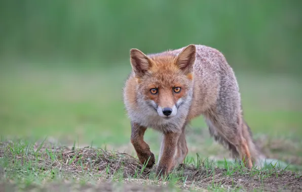 Picture grass, look, face, nature, pose, background, Fox, walk