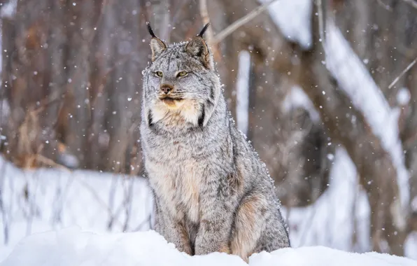 Winter, snow, lynx, wild cat