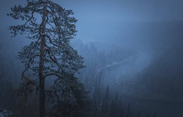Picture winter, forest, snow, trees, night, fog, river, rain