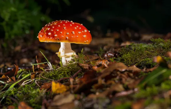 Grass, leaves, mushroom, moss, mushroom, dry