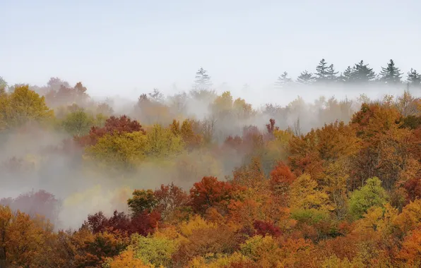 Picture autumn, trees, fog