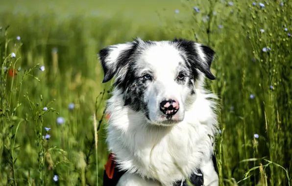 Field, grass, look, face, background, portrait, dog, spotted