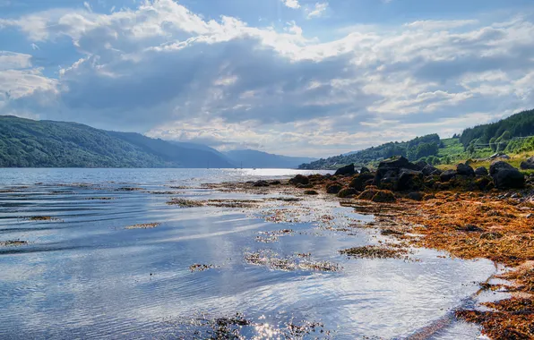 Forest, beach, algae, mountains, lake, stones