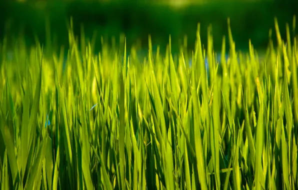 Picture greens, summer, grass, the sun, rays, nature, background, Wallpaper