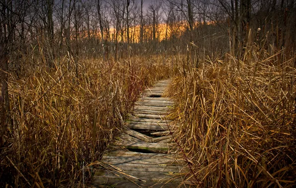 Autumn, landscape, bridge, nature