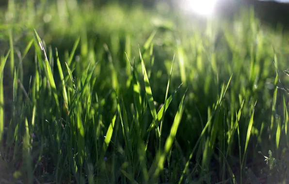 Greens, summer, grass, the sun, macro, rays, nature, photo