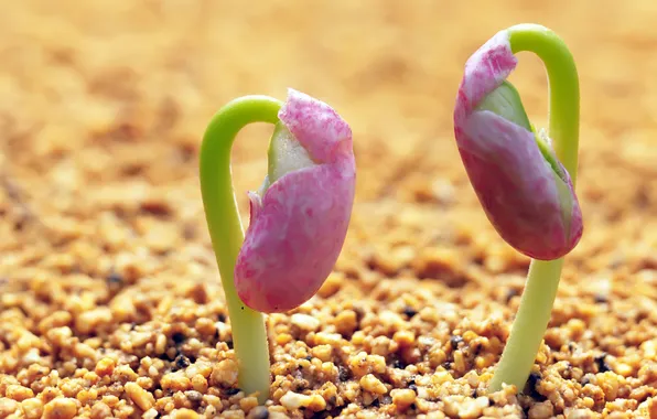 Flowers, sprouts, plants