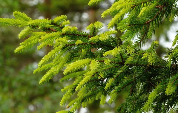 Picture branches, spruce, needles
