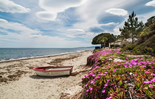Sand, sea, the sky, clouds, trees, flowers, palm trees, shore