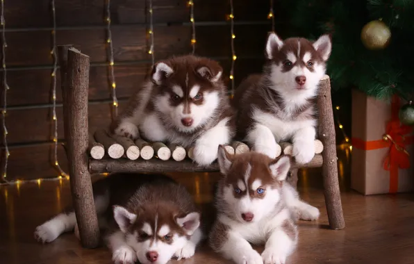 Picture Puppies, Husky, Cuties