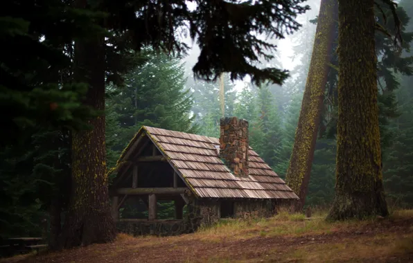 Picture forest, nature, house