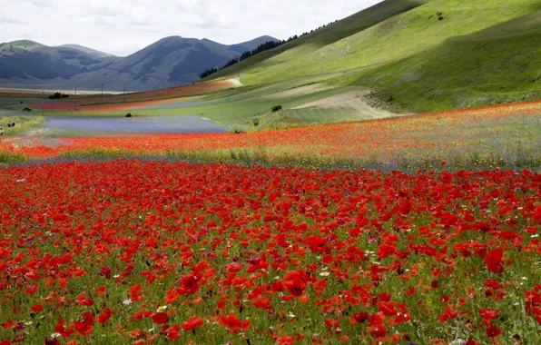 Field, flowers, mountains, Maki