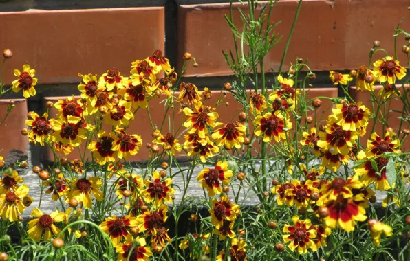 Flowers, brick, June, Mamala ©, summer 2018
