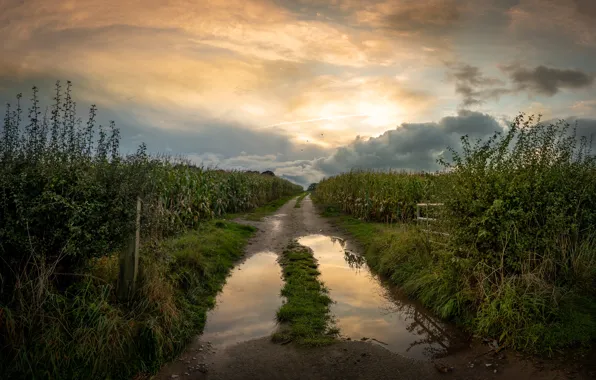 Road, field, the sky, clouds, corn, puddles, the bushes