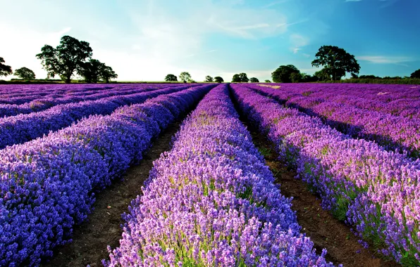 Picture field, the sky, trees, lavender