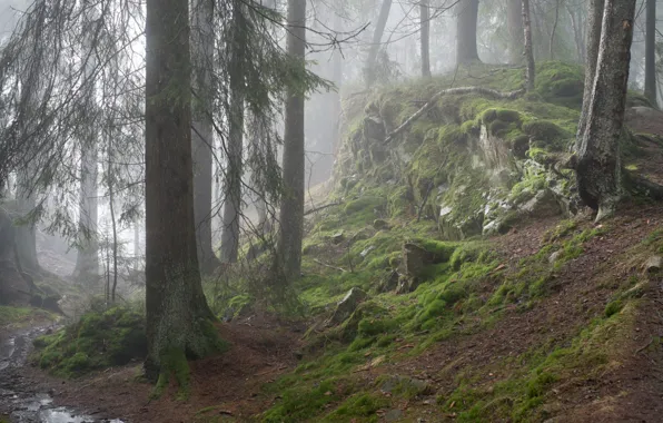 Picture forest, trees, nature, fog, moss