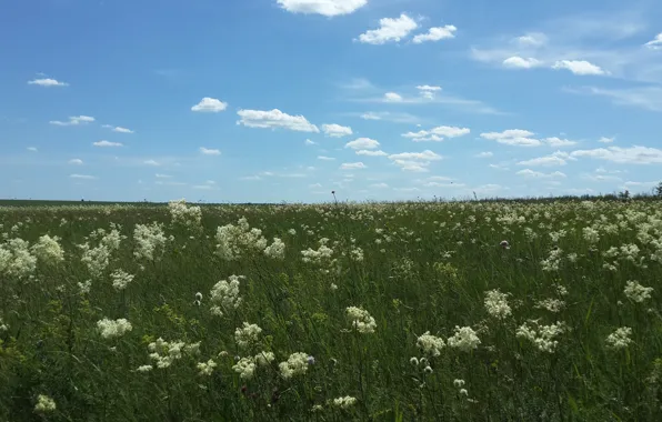Summer, nature, field of flowers