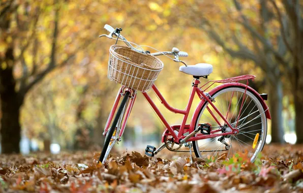 Leaves, bike, street