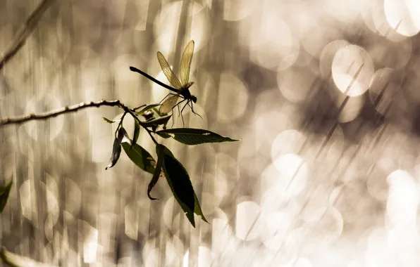 Picture leaves, branches, glare, dragonfly