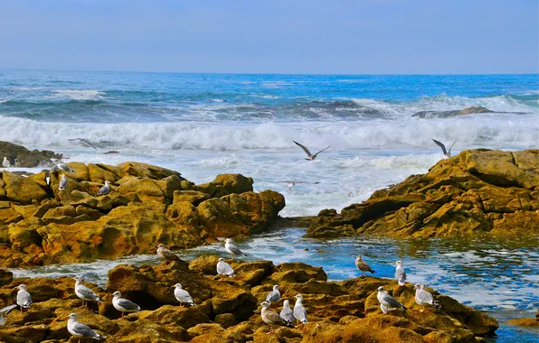Wave, birds, stones, coast, seagulls, The Atlantic ocean
