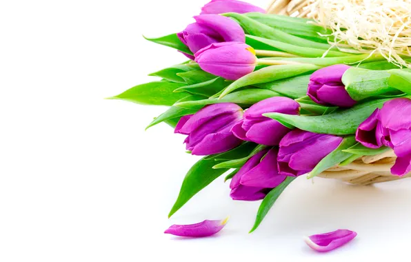 Picture flowers, purple, tulips