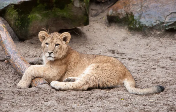 Cat, Leo, lion