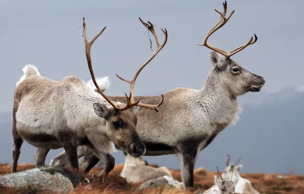 Picture nature, Reindeer, Cairngorms