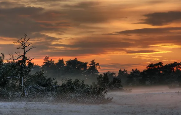 Landscape, nature, fog, the evening