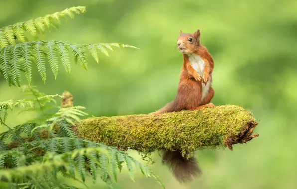 Picture pose, moss, protein, fern, green background, stand