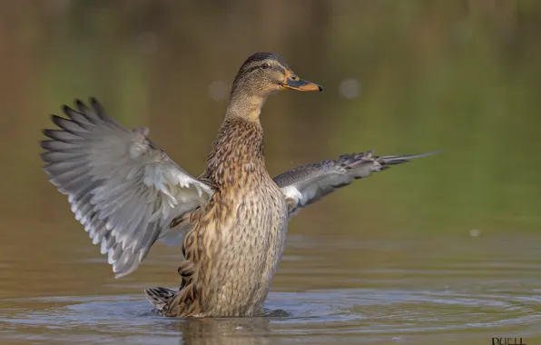 Nature, lake, bird, wings, duck, DUELL ©