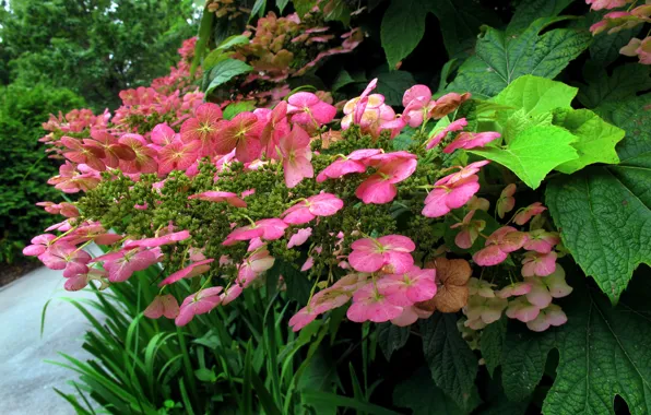Flowers, Flowers, hydrangea, Pink flowers, Hortensia, Pink flowers, Green leaves, Green leaves