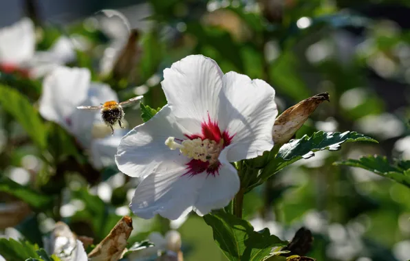 Bee, bokeh, hibiscus