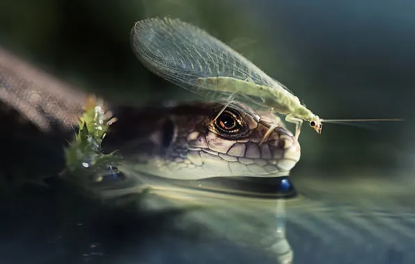 Look, water, lizard, insect, a couple, blur