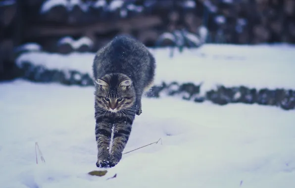Picture winter, cat, snow, jump