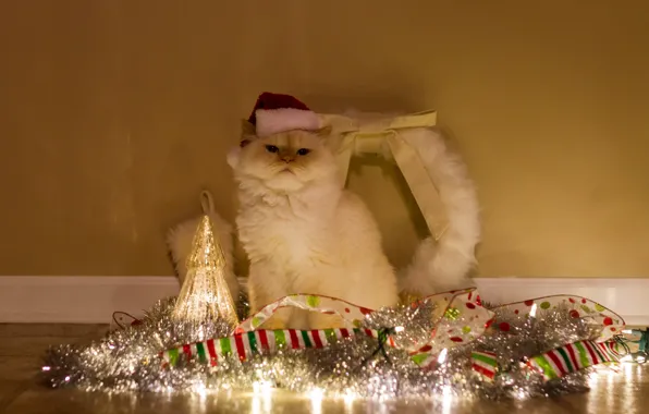 Cat, white, cat, tape, wall, holiday, Shine, lights