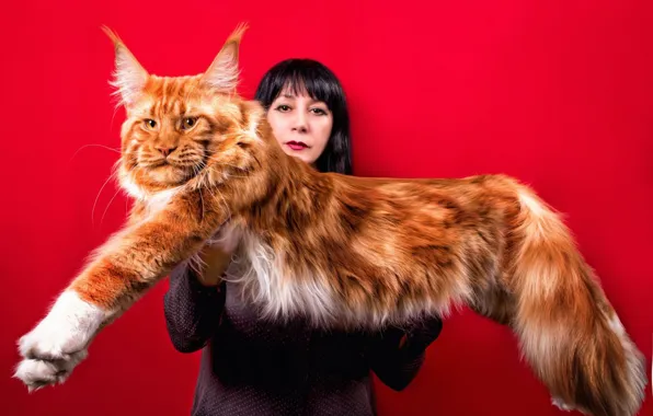 Red, cat, animal, maine coon, pet, with input