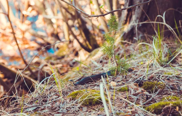 Picture forest, grass, look, leaves, macro, nature, tree, branch