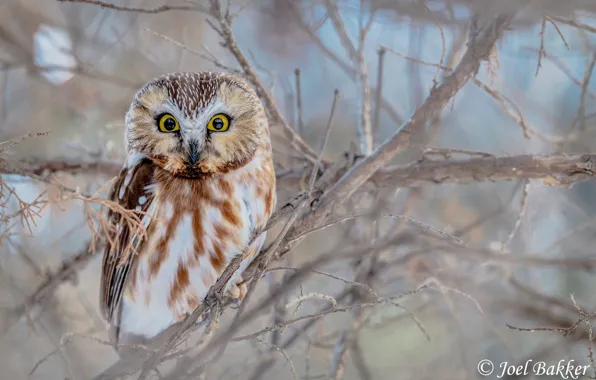 Trees, branches, nature, owl, bird, bokeh, Northern Saw-Whet Owl