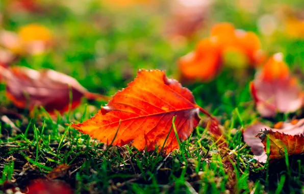 Picture autumn, grass, leaves, blur