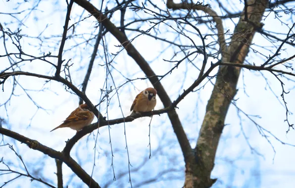 Winter, look, birds, photo, tree, sparrows