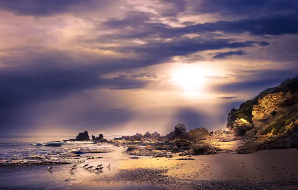 Sea, birds, rocks, coast, seagulls, flock
