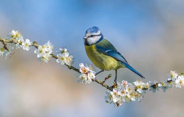 Flowers, bird, branch, spring, flowering, tit